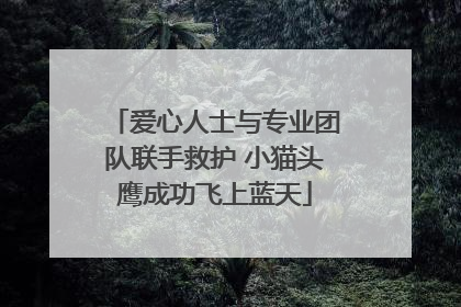 爱心人士与专业团队联手救护 小猫头鹰成功飞上蓝天