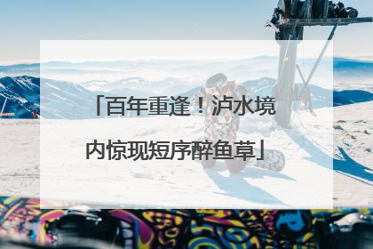 百年重逢！泸水境内惊现短序醉鱼草
