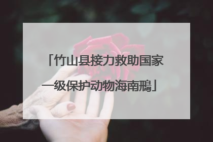 竹山县接力救助国家一级保护动物海南鳽