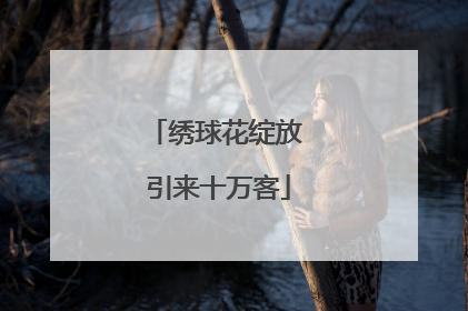 绣球花绽放 引来十万客