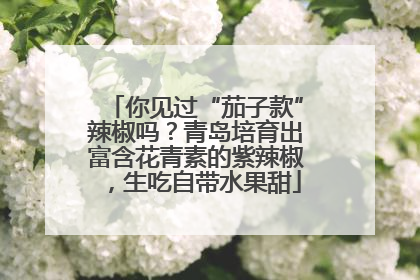 你见过“茄子款”辣椒吗？青岛培育出富含花青素的紫辣椒，生吃自带水果甜
