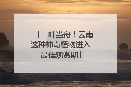 一叶当舟！云南这种神奇植物进入最佳观赏期