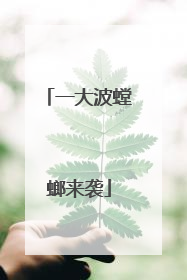 一大波螳螂来袭