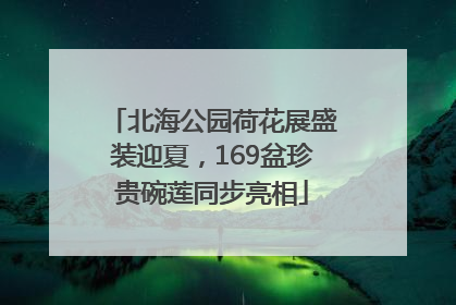 北海公园荷花展盛装迎夏，169盆珍贵碗莲同步亮相
