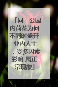 同一公园内荷花为何不同时盛开 业内人士：受多因素影响 属正常现象