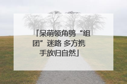 呆萌领角鸮“组团”迷路 多方携手放归自然