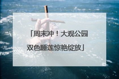 周末冲！大观公园双色睡莲惊艳绽放