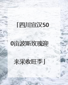 四川宣汉500亩波斯玫瑰迎来采收旺季
