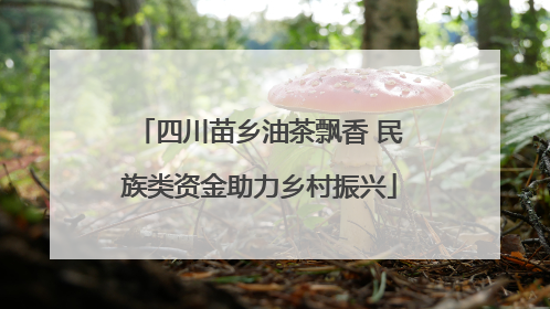 四川苗乡油茶飘香 民族类资金助力乡村振兴