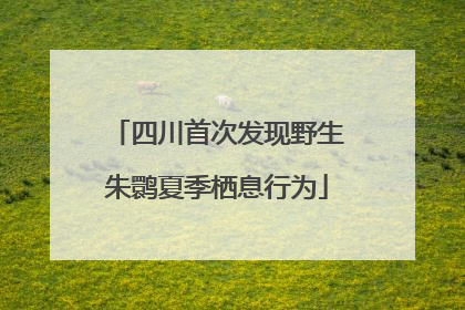 四川首次发现野生朱鹮夏季栖息行为