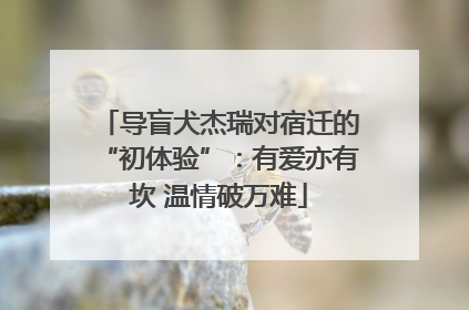 导盲犬杰瑞对宿迁的“初体验”：有爱亦有坎 温情破万难