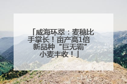 威海环翠：麦穗比手掌长！亩产高1倍 新品种“巨无霸”小麦丰收！
