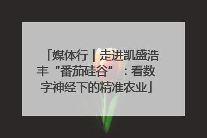 媒体行｜走进凯盛浩丰“番茄硅谷”：看数字神经下的精准农业