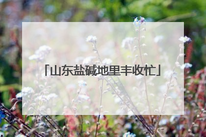 山东盐碱地里丰收忙