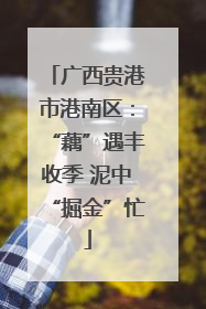 广西贵港市港南区：“藕”遇丰收季 泥中“掘金”忙