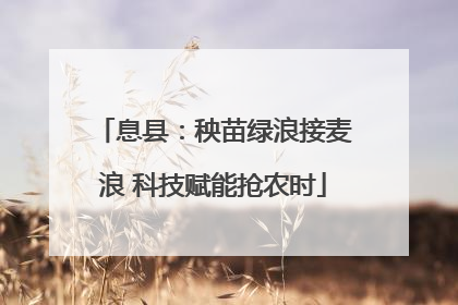 息县：秧苗绿浪接麦浪 科技赋能抢农时