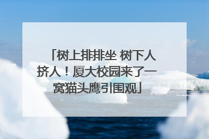 树上排排坐 树下人挤人！厦大校园来了一窝猫头鹰引围观