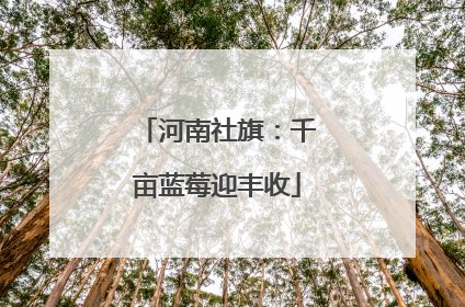 河南社旗：千亩蓝莓迎丰收