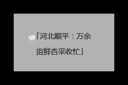 河北顺平：万余亩鲜杏采收忙