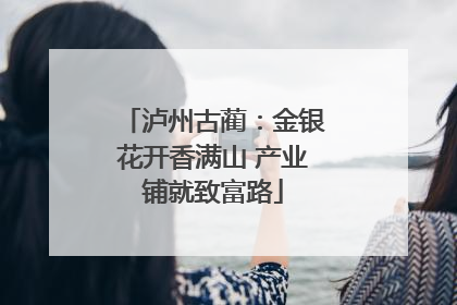 泸州古蔺：金银花开香满山 产业铺就致富路