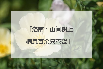 洛南：山间树上栖息百余只苍鹭