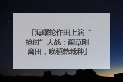 海曙轮作田上演“抢时”大战：蔺草刚离田，晚稻就栽种