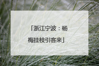 浙江宁波：杨梅挂枝引客来