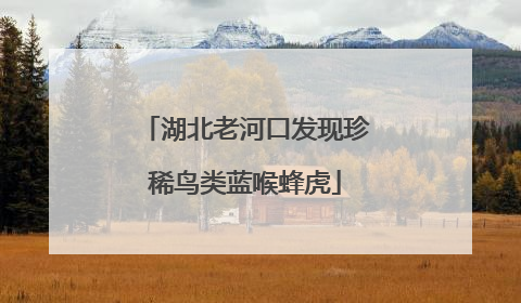 湖北老河口发现珍稀鸟类蓝喉蜂虎