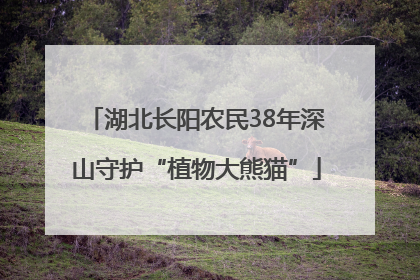 湖北长阳农民38年深山守护“植物大熊猫”