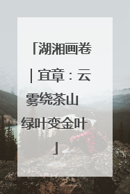 湖湘画卷｜宜章：云雾绕茶山 绿叶变金叶