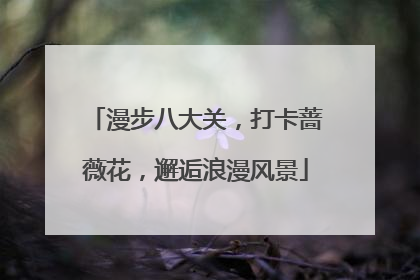 漫步八大关，打卡蔷薇花，邂逅浪漫风景