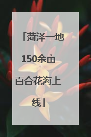 菏泽一地150余亩百合花海上线