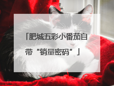 肥城五彩小番茄自带“销量密码”