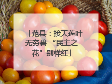 范县：接天莲叶无穷碧 “民主之花”别样红