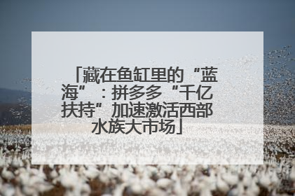 藏在鱼缸里的“蓝海”：拼多多“千亿扶持”加速激活西部水族大市场