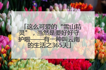 这么可爱的“雪山精灵”，当然是要好好守护啦——有一种叫云南的生活之365天