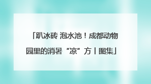 趴冰砖 泡水池！成都动物园里的消暑“凉”方丨图集
