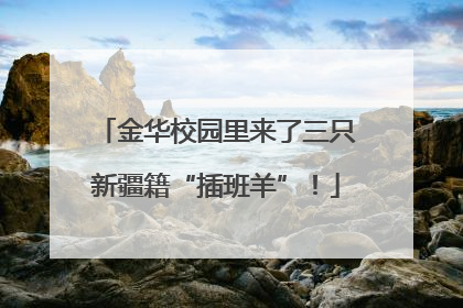金华校园里来了三只新疆籍“插班羊”！