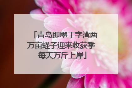 青岛即墨丁字湾两万亩蛏子迎来收获季 每天万斤上岸