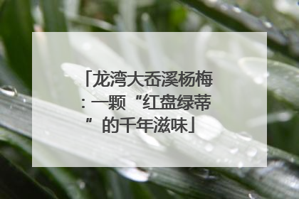 龙湾大岙溪杨梅：一颗“红盘绿蒂”的千年滋味