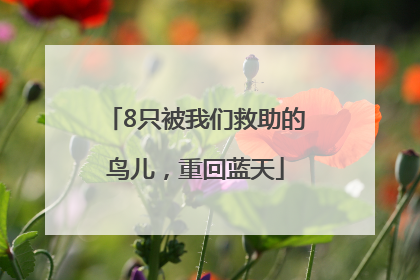 8只被我们救助的鸟儿，重回蓝天